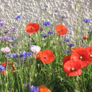 coquelicots